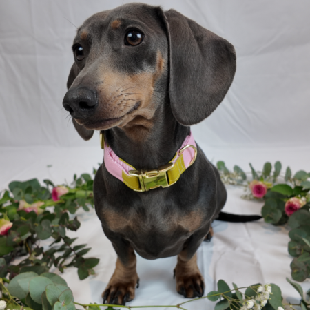 Streifen Rosa und Grün Halsband